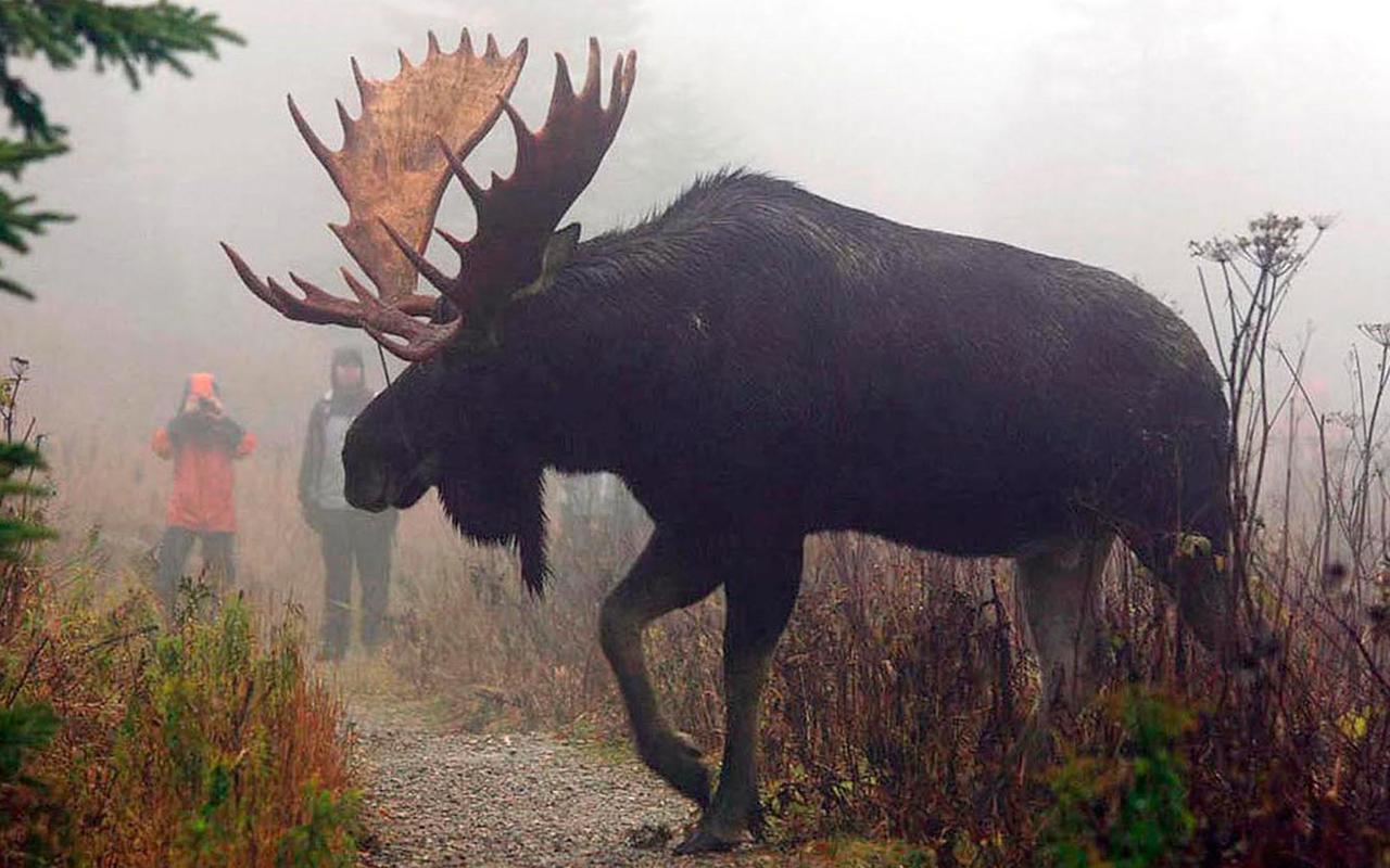 Le Ti Moose Villa La Malbaie Bagian luar foto