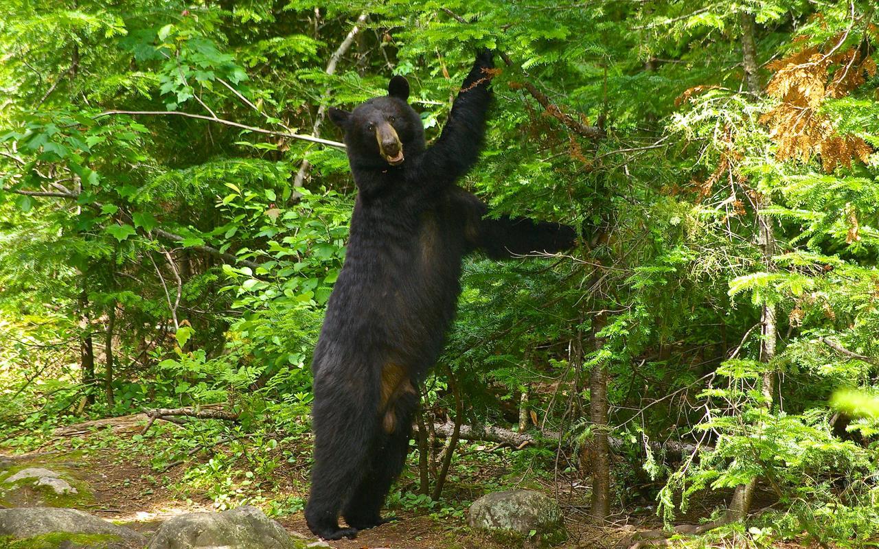 Le Ti Moose Villa La Malbaie Bagian luar foto