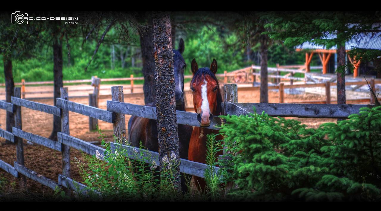 Le Ti Moose Villa La Malbaie Bagian luar foto