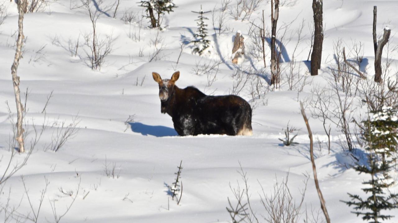 Le Ti Moose Villa La Malbaie Bagian luar foto